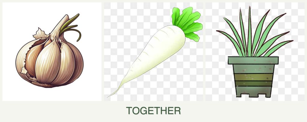Can you plant garlic, radishes and lemongrass together?