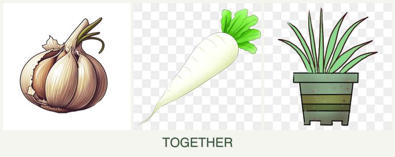 Can you plant garlic, radishes and lemongrass together?
