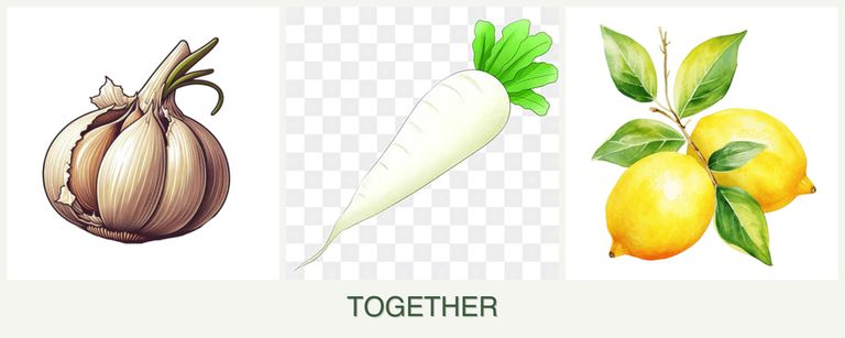 Can you plant garlic, radishes and lemons together?
