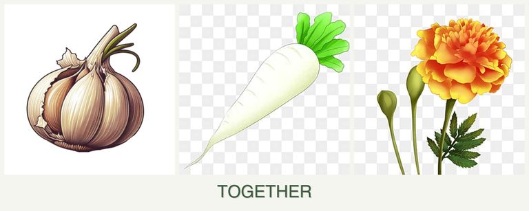 Can you plant garlic, radishes and marigolds together?
