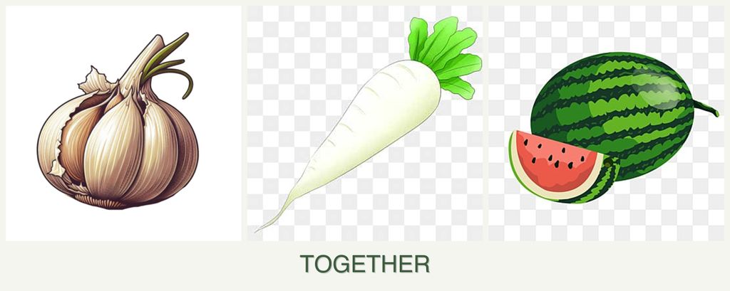 Can you plant garlic, radishes and melons together?