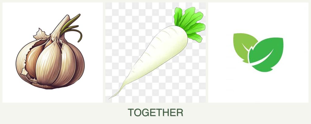 Can you plant garlic, radishes and mint together?