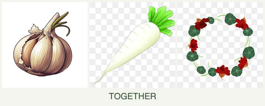 Can you plant garlic, radishes and nasturtiums together?