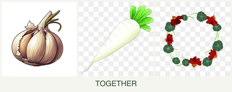 Can you plant garlic, radishes and nasturtiums together?