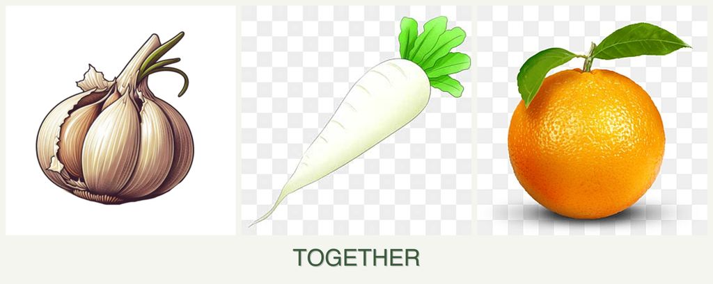 Can you plant garlic, radishes and oranges together?