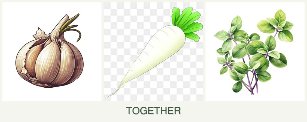 Can you plant garlic, radishes and oregano together?