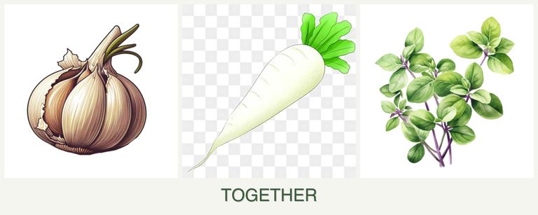 Can you plant garlic, radishes and oregano together?