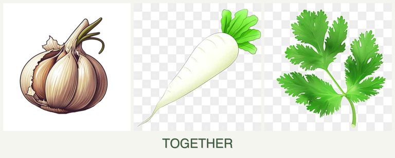 Can you plant garlic, radishes and parsley together?