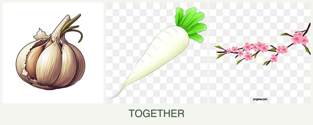 Can you plant garlic, radishes and peaches together?