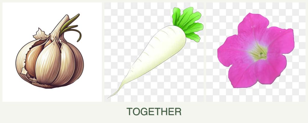 Can you plant garlic, radishes and petunias together?