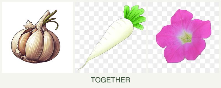Can you plant garlic, radishes and petunias together?