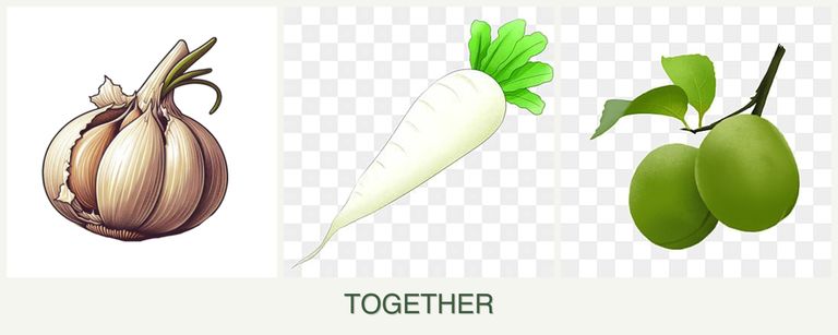 Can you plant garlic, radishes and plums together?