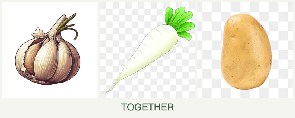Can you plant garlic, radishes and potatoes together?