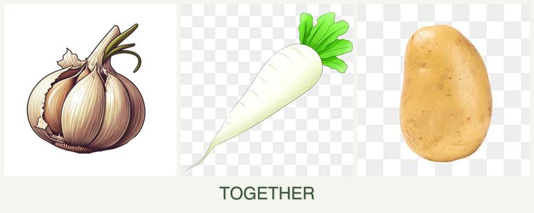 Can you plant garlic, radishes and potatoes together?