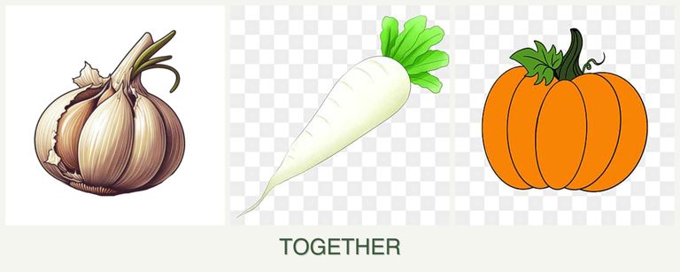 Can you plant garlic, radishes and pumpkin together?