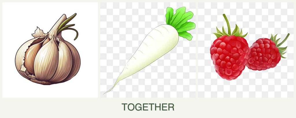 Can you plant garlic, radishes and raspberries together?