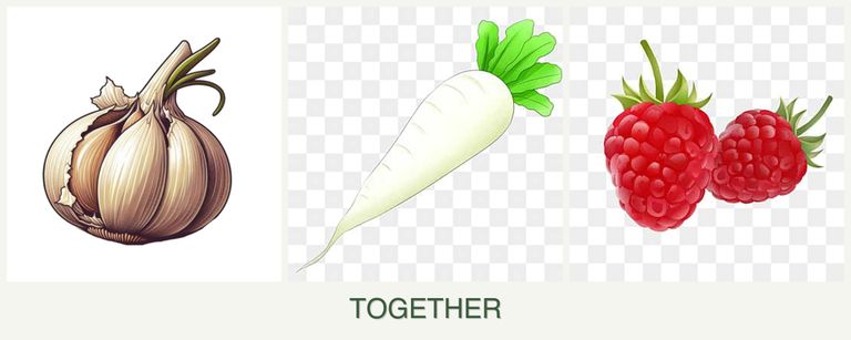 Can you plant garlic, radishes and raspberries together?