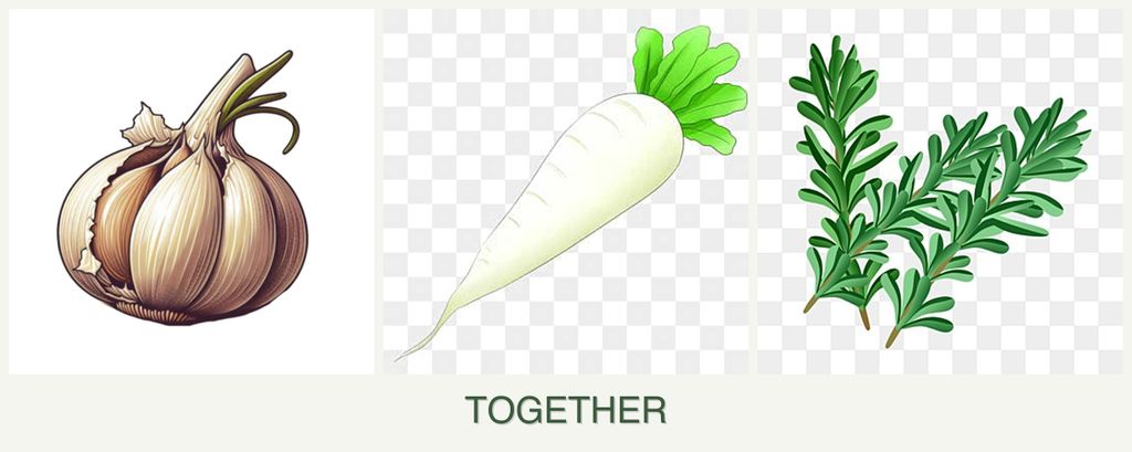 Can you plant garlic, radishes and rosemary together?