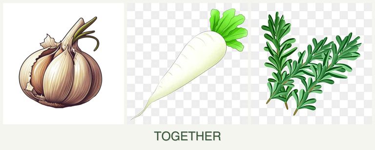 Can you plant garlic, radishes and rosemary together?