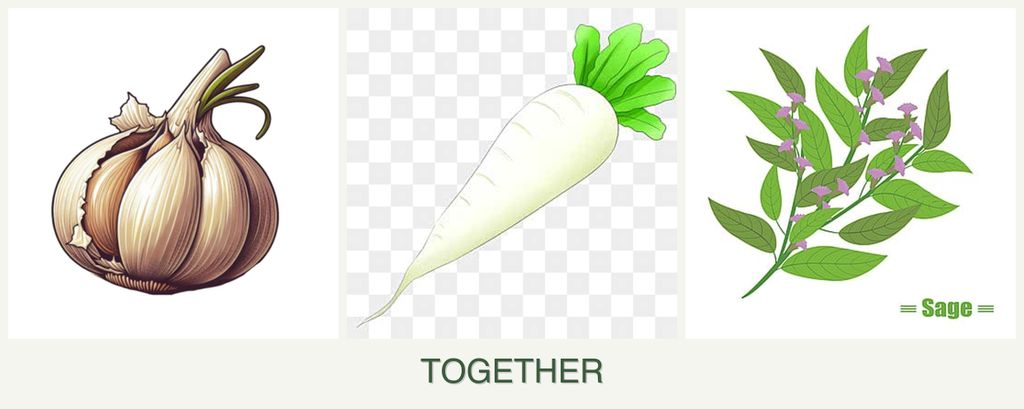 Can you plant garlic, radishes and sage together?