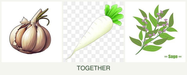 Can you plant garlic, radishes and sage together?