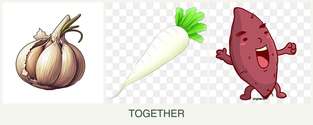 Can you plant garlic, radishes and sweet potatoes together?