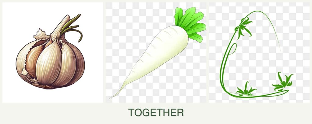 Can you plant garlic, radishes and tarragon together?