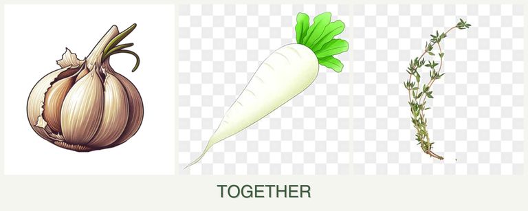 Can you plant garlic, radishes and thyme together?