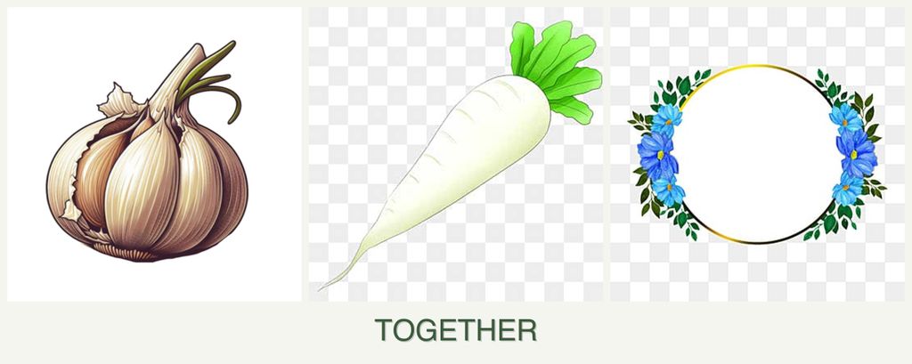 Can you plant garlic, radishes and zinnias together?