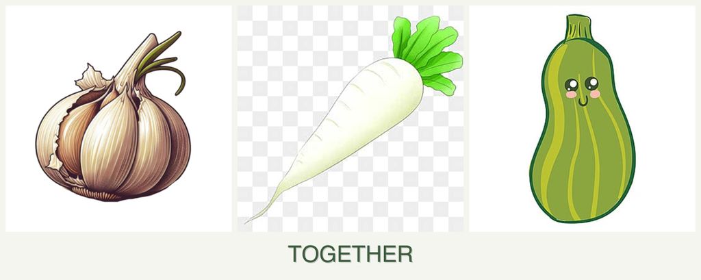 Can you plant garlic, radishes and zucchini together?