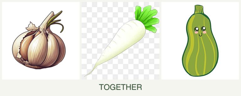 Can you plant garlic, radishes and zucchini together?