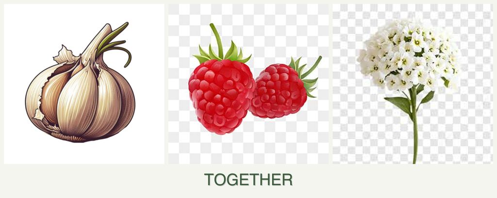 Can you plant garlic, raspberries and alyssum together?