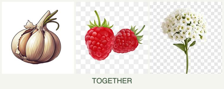 Can you plant garlic, raspberries and alyssum together?