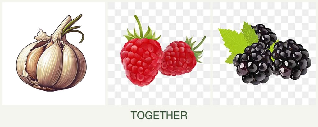 Can you plant garlic, raspberries and blackberries together?