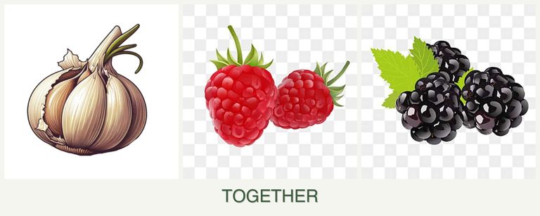 Can you plant garlic, raspberries and blackberries together?