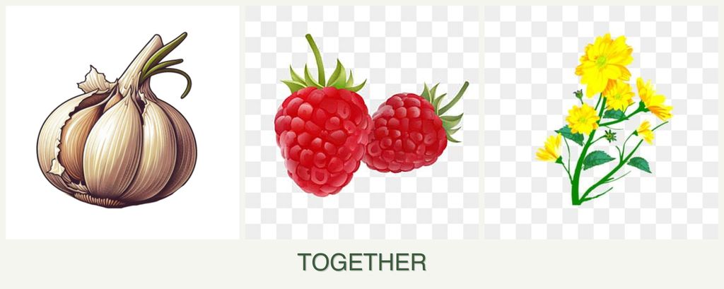 Can you plant garlic, raspberries and calendula together?