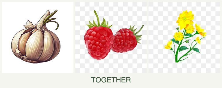 Can you plant garlic, raspberries and calendula together?
