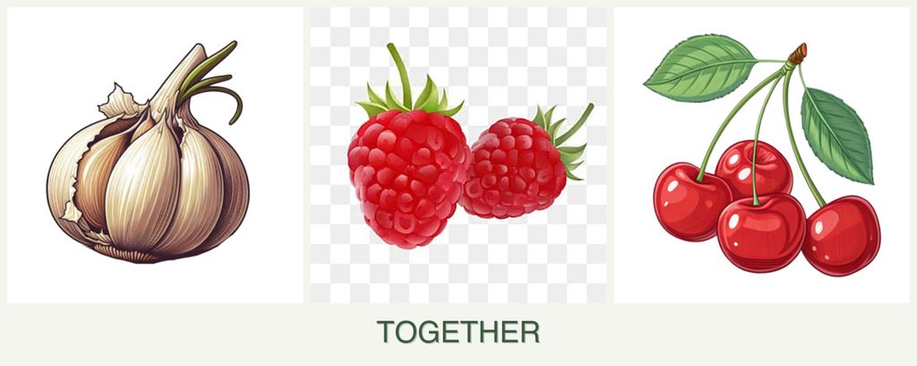 Can you plant garlic, raspberries and cherries together?