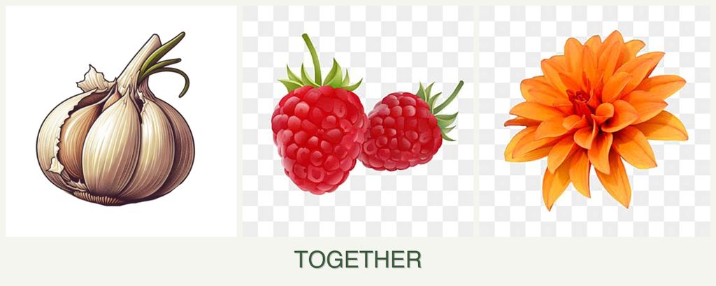 Can you plant garlic, raspberries and dahlias together?