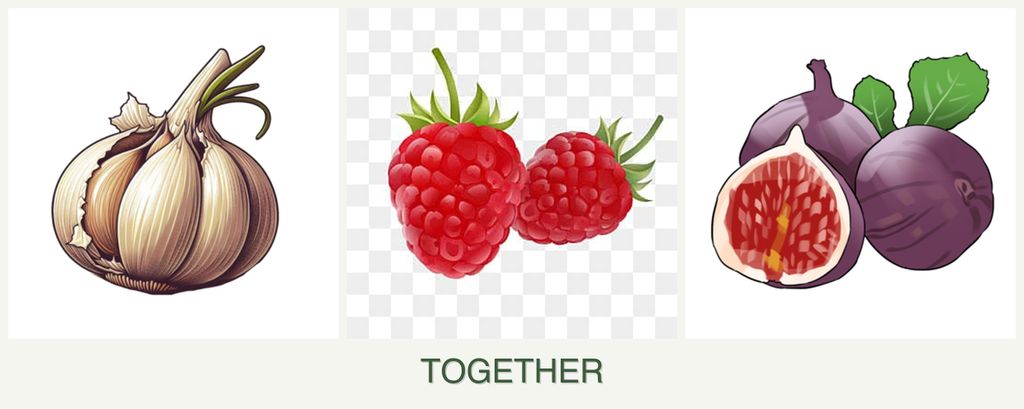Can you plant garlic, raspberries and figs together?