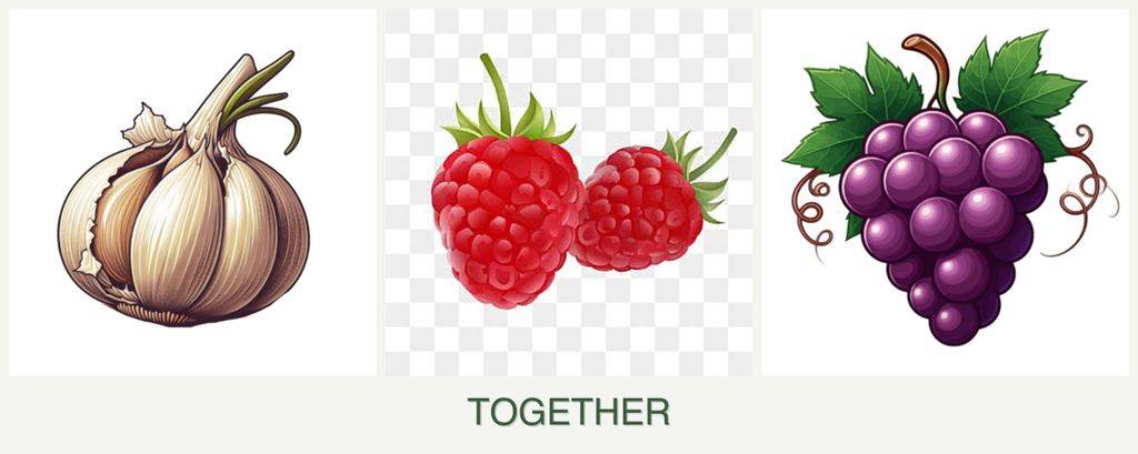 Can you plant garlic, raspberries and grapes together?