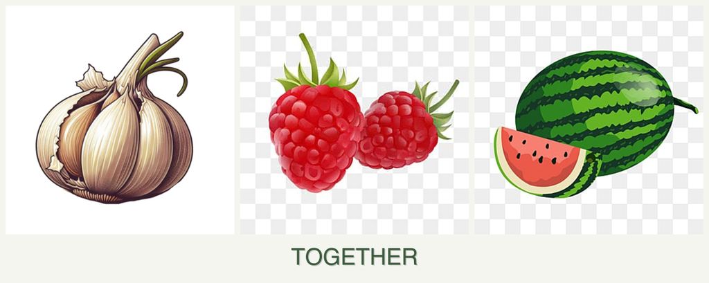Can you plant garlic, raspberries and melons together?