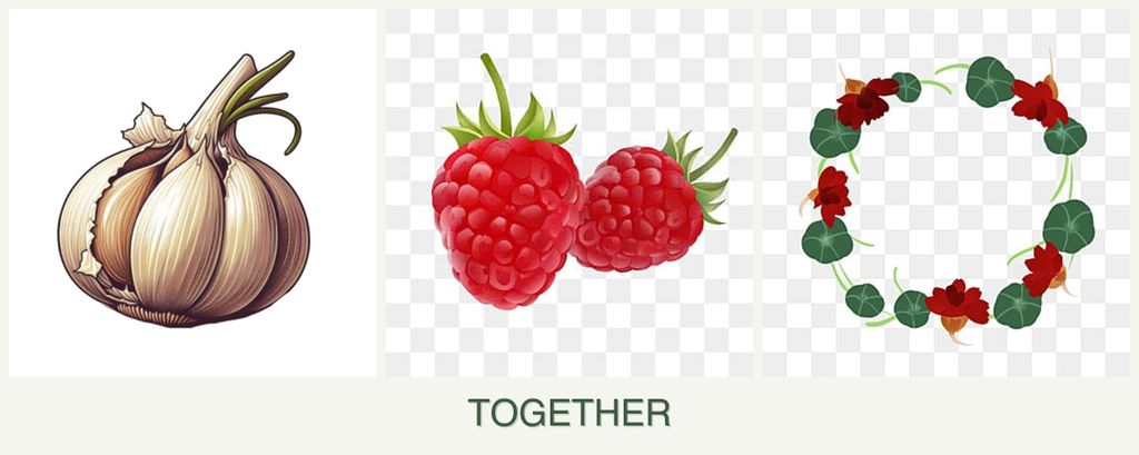 Can you plant garlic, raspberries and nasturtiums together?
