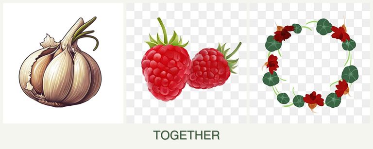 Can you plant garlic, raspberries and nasturtiums together?