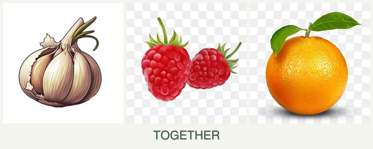 Can you plant garlic, raspberries and oranges together?