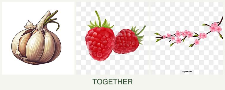 Can you plant garlic, raspberries and peaches together?