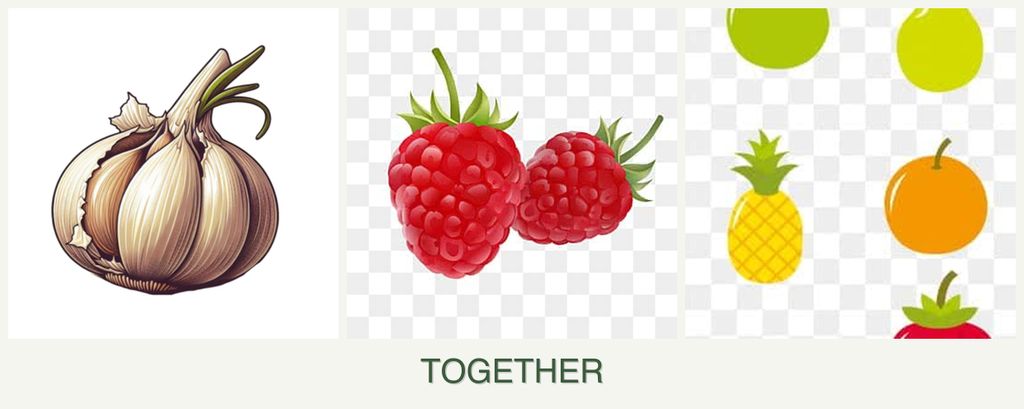 Can you plant garlic, raspberries and pears together?
