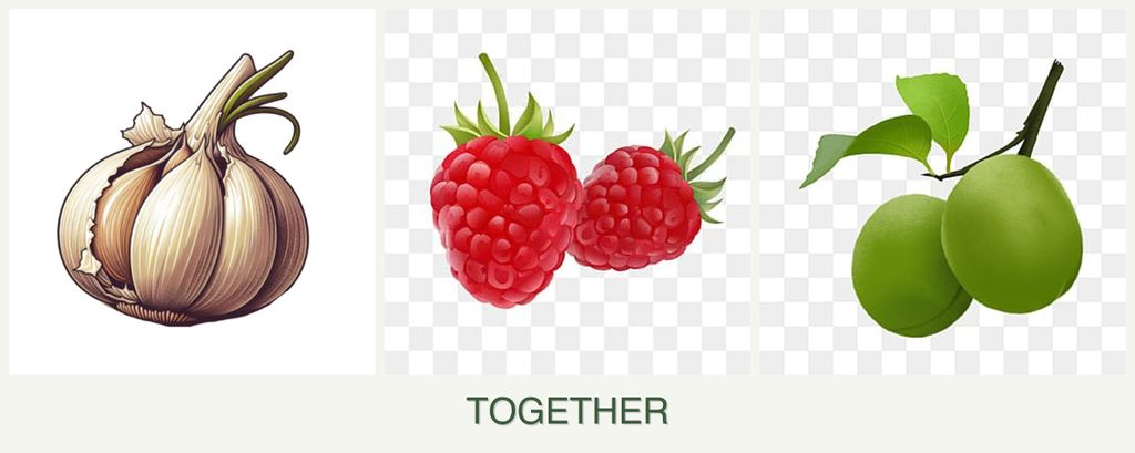 Can you plant garlic, raspberries and plums together?
