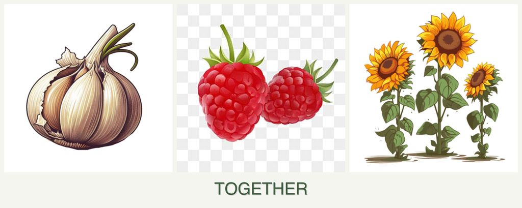 Can you plant garlic, raspberries and sunflowers together?