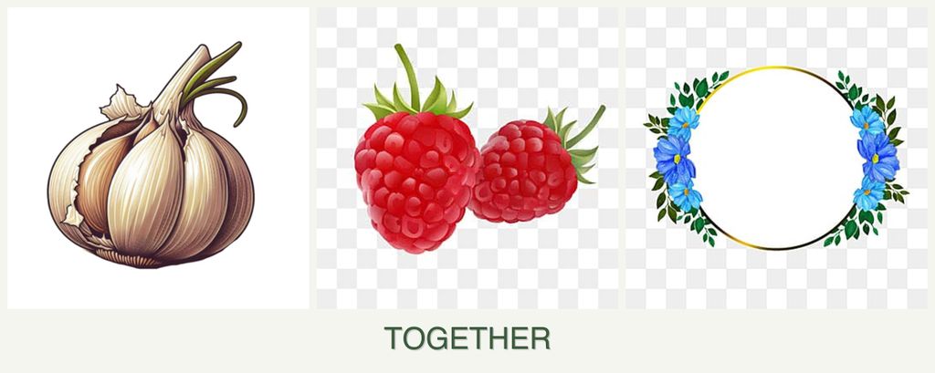 Can you plant garlic, raspberries and zinnias together?